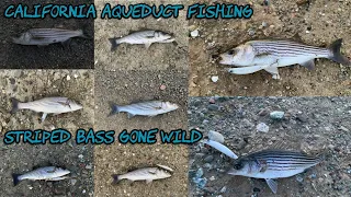 California Aqueduct Fishing | Striped Bass Gone Wild