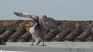 Baby Seagulls, Full Documentary Video (HD)