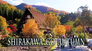 Shirakawa-gō and Gokayama in Autumn 2022. World Heritage Site. 秋の白川郷・五箇山の合掌造り集落