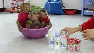 Three Little Donal Moly Zuji Hungryy Sitting In Basket Waitinq Milk Them