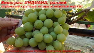Виноград ИНДИАНА - огромные ягоды с мускатом, роскошные грозди. Успешная новинка селекции.(Пузенко)