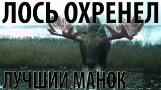 Лось охренел. Идеальный манок на лося.The perfect decoy for elk