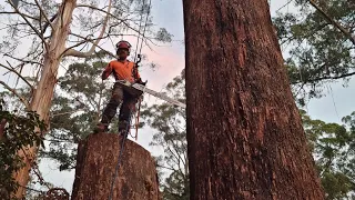 Biggest Wood I've ever Rigged! (Mountain Ash removal part 3)