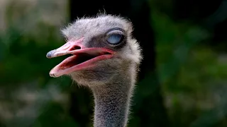 Интересные факты о страусах(Interesting facts about ostriches).