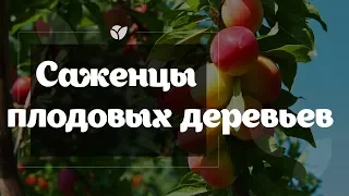 Саженцы плодовых деревьев | Agro-market.net