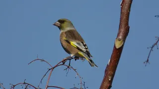 オオカワラヒワ　Grey-capped Greenfinch　野鳥　wildbirds