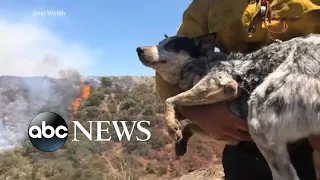Man reunited with dog that went missing for 3 days amid wildfires | WNT
