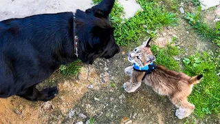 THE KITTEN BECOMES FRIENDS WITH THE DOG / The pig steals my raspberries