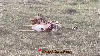 Impala Eaten Alive By Cheetah #wildlife #cheetah #maasaimara