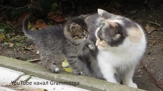 Кошка и котенок Видео для Детей Funny Cats and Kittens КОТЯТА.Смешной КОТИК.