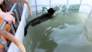 И кто сказал что кошки не умеют плавать?
