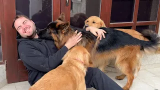 Dogs Have A Complete MELTDOWN When Reunited With Family