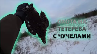 Зимняя охота на тетерева с чучелами. Шикарный налёт. Winter grouse hunting.