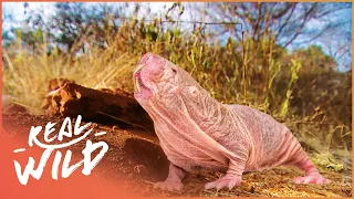 The Wonderfully Weird Naked Mole Rat | The Naked Mole Rat | Real Wild