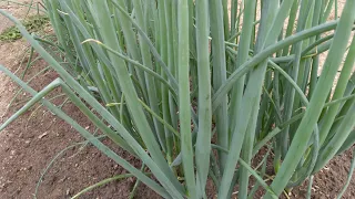 Cebolinha cheiro verde, como deixar ela grossa, três formas de plantio.