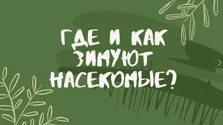 Где и как зимуют насекомые?!