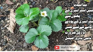 New Idea: No Need To Any Garden To Grow Strawberries Plants From Strawberries Fruit In 2023/bahrawar