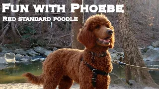 Fun with Phoebe: Take a walk with a 6 month old red standard poodle