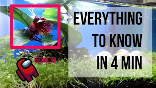 Avoid Beginner Mistakes: Betta Fish Guide 101 - All About Betta Basic Care in 4 Minutes!