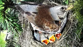 Fieldfare nest / Kwiczoł gniazdo #BIRDS7