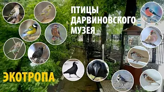 Птицы на Экотропе Дарвиновского музея Виталий Конторщиков.