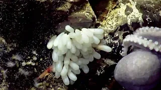 Newborn Octopus and Stealthy Shrimp Battle in Monterey Bay National Marine Sanctuary | Nautilus Live