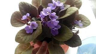 #African Violet care tips #indoor flowering plant