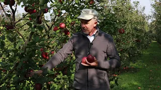 Poznajmy dawne odmiany jabłoni