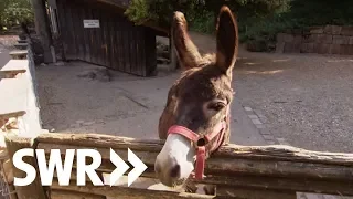 Ein Rottweiler, ein Esel und ein Papagei | SWR Tierarztgeschichten