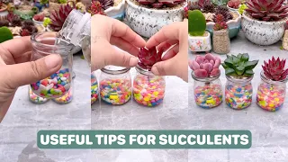 Mẹo chăm sóc sen đá | Helpful Tips for Succulents | 多肉植物| 다육이들 | Suculentas