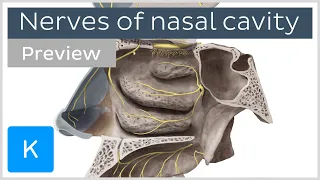Nerves of nasal cavity (preview) - Human Anatomy | Kenhub