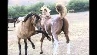 Wild Horses at Return To Freedom