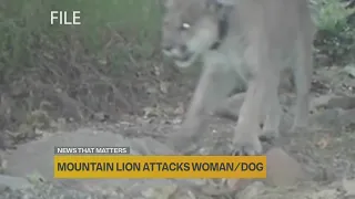 Mountain lion attacks woman and her dog