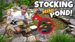 BUYING COLORFUL FISH for My OLD BackYard PONDS!!