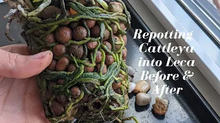 Before & After | Repotting Root Bound Cattleya Orchid into Leca Semi Hydro - 15 month Update
