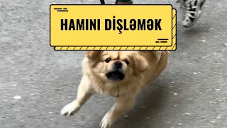 Aqressiv pekines.Dişləmək probpemi,insanlara hücum çəkmək probleminin həlli.