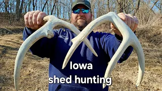 WHITETAIL DEER SHED HUNTING | IOWA SHEDS |