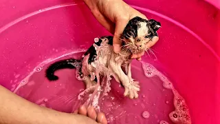 First Time Bathing a Kitten: Hilarious and Adorable Cat Bathing Experience!