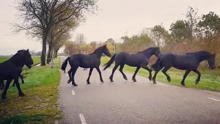 You will never believe how we bring in these amazing Friesian horses.