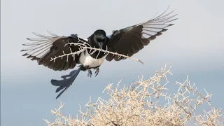 Before giving birth to baby, magpies couples makes their nest #birds #magpie || magpie nesting||