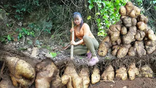 Digging Underground Wild Tuber Goes To Market Sell - Cooking Wild Tuber || Free Bushcraft