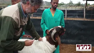 Our Upgraded Quarantine Facility - for Exporting Livestock from South Africa