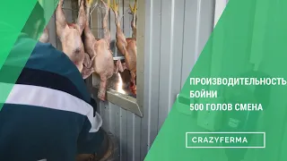 ПОКАЗЫВАЕМ весь цикл УБОЯ ПТИЦЫ С НУЛЯ В УБОЙНОМ ЦЕХУ "TECHNOLINE 24/7"! 500 ГОЛОВ ЗА СМЕНУ!