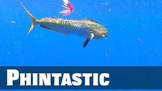 Florida Keys Dolphin - Florida Sport Fishing TV - Tips Tricks Tactics Techniques For More Mahi Mahi