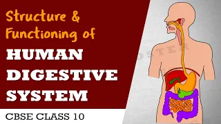 Human Digestive System | Life processes class 10 science biology | CBSE syllabus| NCERT class 10