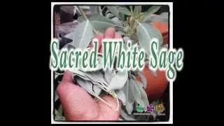 Sacred White Sage uses and Benefits!