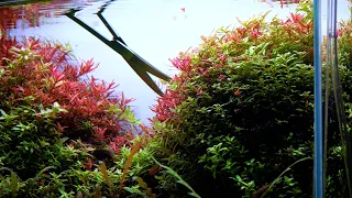 How to Trim a Planted Aquarium