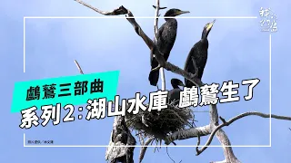 鸕鶿三部曲之二｜湖山水庫 鸕鶿生了(我們的島 第1241集 2024-01-29)