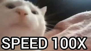 catJAM dancing meme - Speed 100X