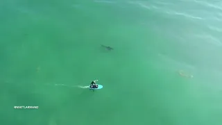 Surfers oblivious to great white sharks lurking feet away